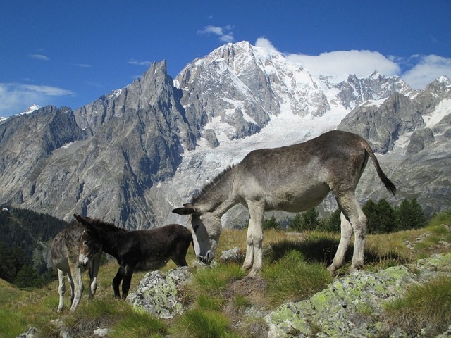 ici et là nature tour du Mont Blanc walk and bike in France